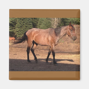 Horse Ranch Boerderij Country Pet Leuk Dier Magneet