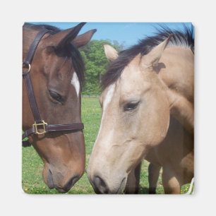 Horse Romance Square Magnet