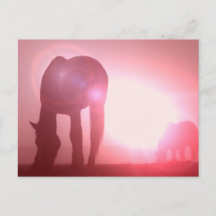 Horse Silhouette Briefkaart