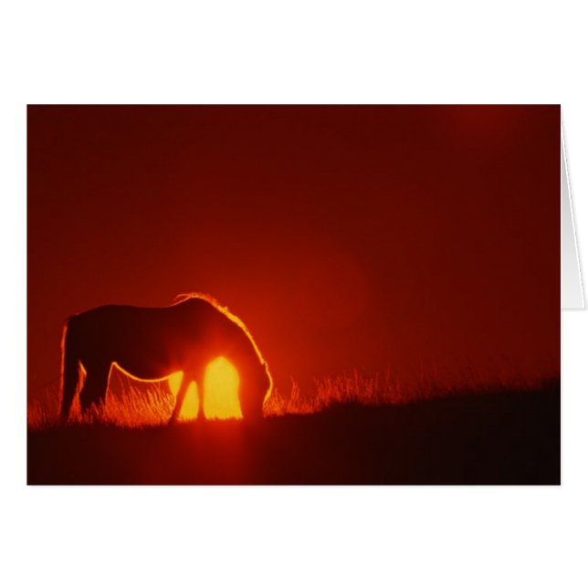 Horse Silhouette op zonsondergang (Voorkant Horizontaal)