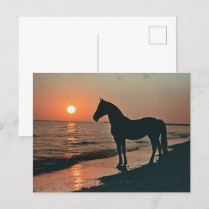 Horse Silhouette Zonsondergang bij de oceaan Briefkaart