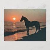 Horse Silhouette Zonsondergang bij de oceaan Briefkaart (Voorkant)