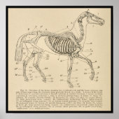 Horse Skelet Anatomie Grafiek Poster (Voorkant)