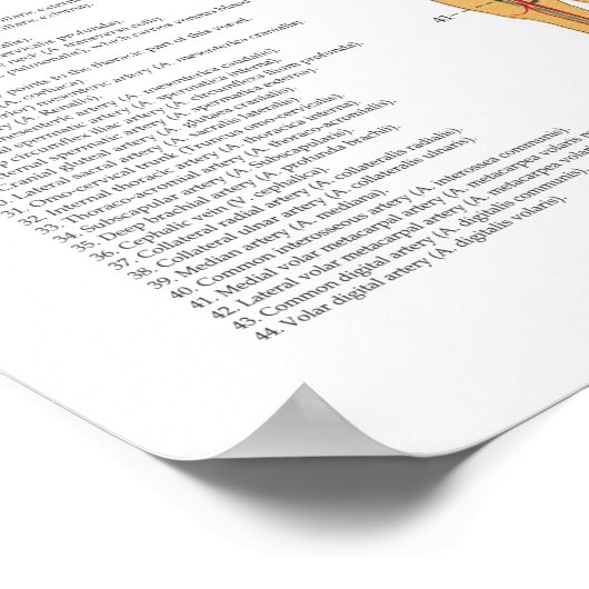 Horse Skeletal Arterial Anatomial Veterinary Chart Poster (Hoek)