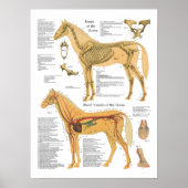 Horse Skeletal Arterial Anatomial Veterinary Chart Poster (Voorkant)