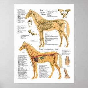 Horse Skeletal Arterial Anatomial Veterinary Chart Poster