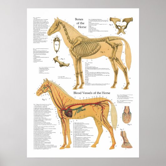 Horse Skeletal Arterial Anatomial Veterinary Chart Poster (Voorkant)