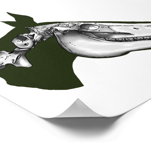 Horse Skeleton Poster (Hoek)