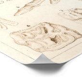 Horse Skeleton Veterinary Anatomy Print (Hoek)