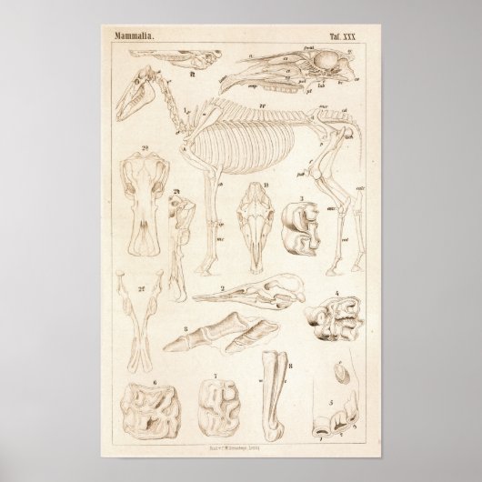 Horse Skeleton Veterinary Anatomy Print (Voorkant)