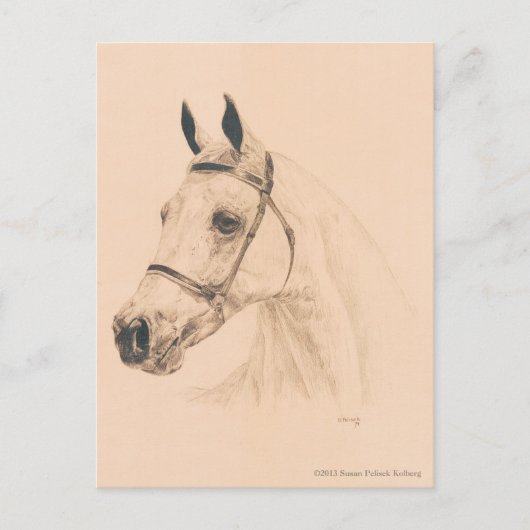 Horse Sketch van Susan Pelisek Kolberg Briefkaart (Voorkant)