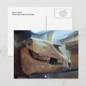 Horse Skull Briefkaart (Voorkant / Achterkant)
