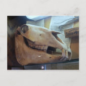 Horse Skull Briefkaart (Voorkant)