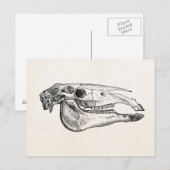 Horse Skull Skelet Aangepast skelet Briefkaart (Voorkant / Achterkant)