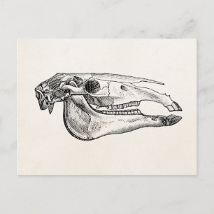  Horse Skull Skelet Aangepast skelet Briefkaart