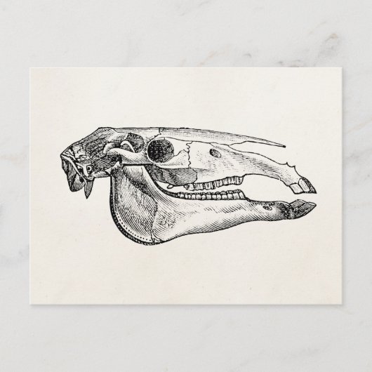 Horse Skull Skelet Aangepast skelet Briefkaart (Voorkant)