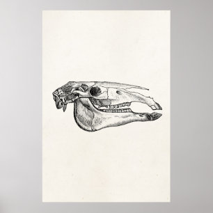  Horse Skull Skelet Aangepast skelet Poster