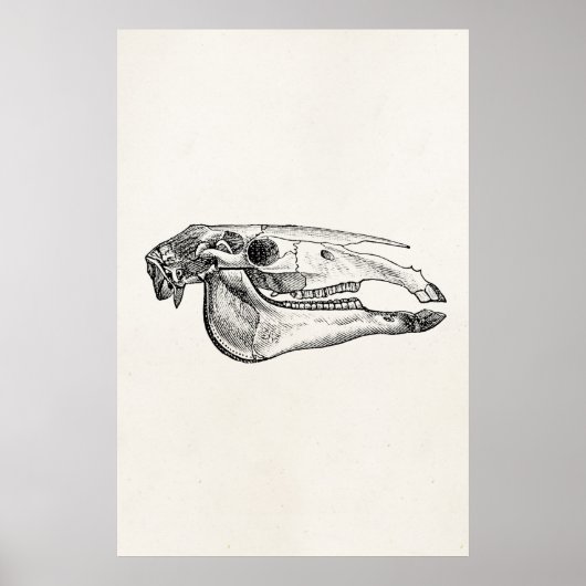 Horse Skull Skelet Aangepast skelet Poster (Voorkant)