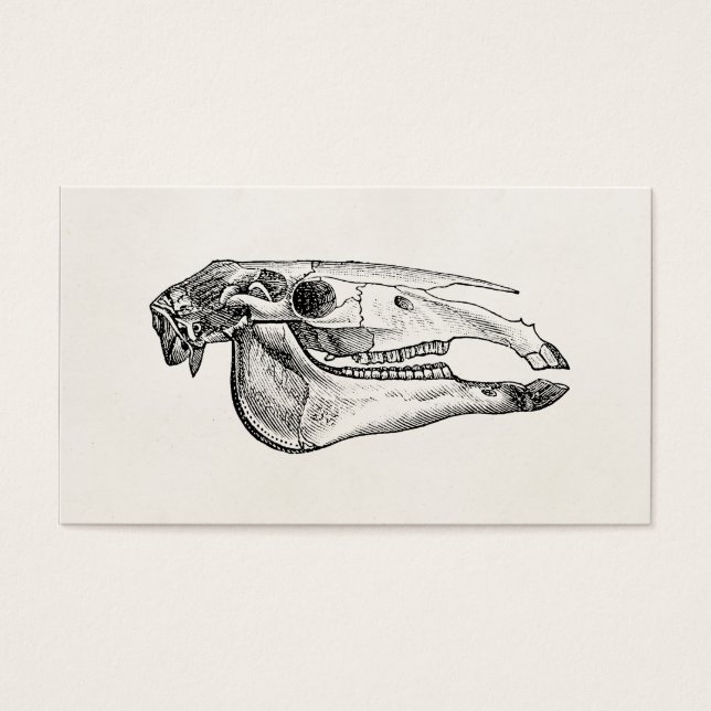  Horse Skull Skelet Aangepast skelet Visitekaartje (Voorkant)