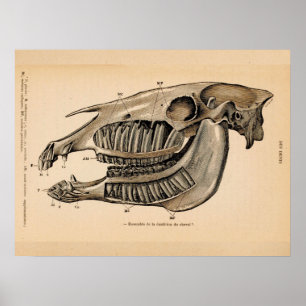 Horse Skull Teeth Anatomy French  Print