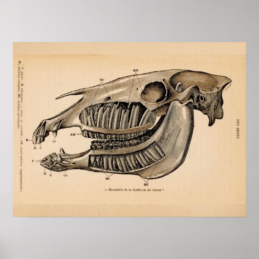 Horse Skull Teeth Anatomy French  Print (Voorkant)