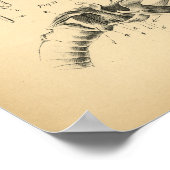 Horse Skull Throat Anatomy 1908  Print (Hoek)