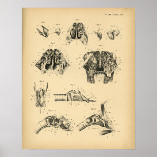 Horse Skull Throat Anatomy 1908  Print