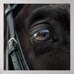 Horse Stallion Eye Foto Natuur Wall Poster