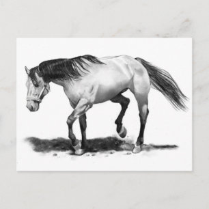 HORSE, STALLION, PENCIL ART REALISME BRIEFKAART