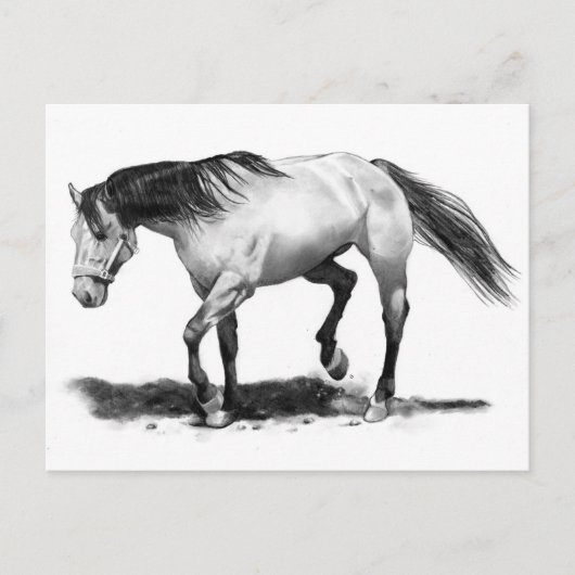 HORSE, STALLION, PENCIL ART REALISME BRIEFKAART (Voorkant)