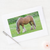 Horse stickers (Envelop)