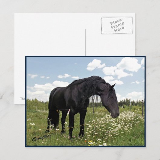 Horse Stretch Briefkaart (Voorkant / Achterkant)