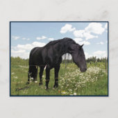 Horse Stretch Briefkaart (Voorkant)