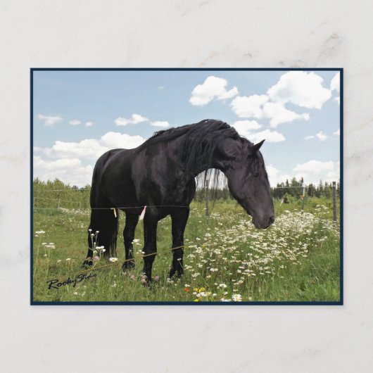 Horse Stretch Briefkaart (Voorkant)