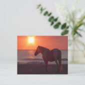 Horse Sunrise Briefkaart (Staand voorkant)