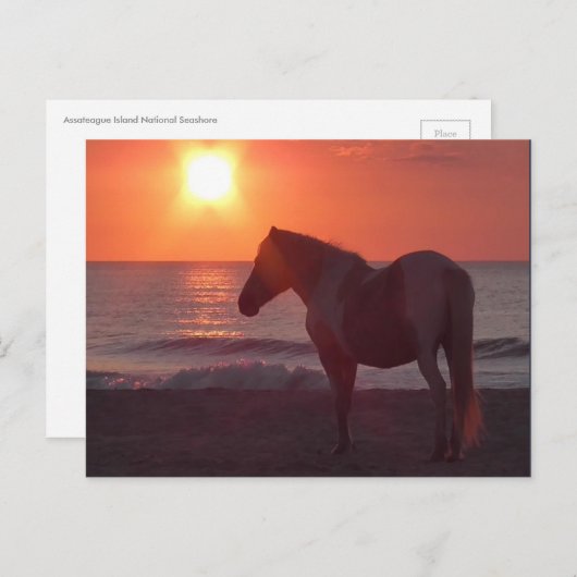Horse Sunrise Briefkaart (Voorkant / Achterkant)