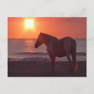 Horse Sunrise Briefkaart