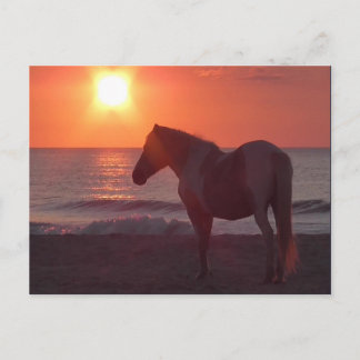 Horse Sunrise Briefkaart