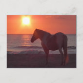 Horse Sunrise Briefkaart (Voorkant)