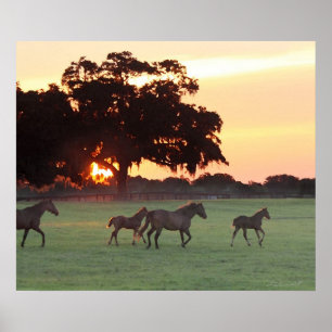 Horse Sunset Art Print -24x20 - klik voor kleiner
