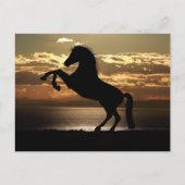 horse sunset silhouette briefkaart (Voorkant)