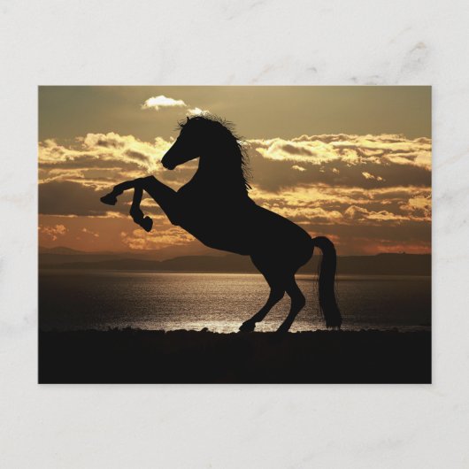 horse sunset silhouette briefkaart (Voorkant)