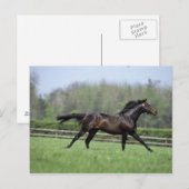 Horse Thoroughbreds, Wassl 1988, Briefkaart (Voorkant / Achterkant)