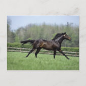 Horse Thoroughbreds, Wassl 1988, Briefkaart (Voorkant)