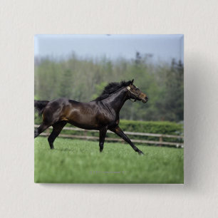 Horse Thoroughbreds, Wassl 1988, Vierkante Button 5,1 Cm