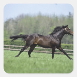 Horse Thoroughbreds, Wassl 1988, Vierkante Sticker