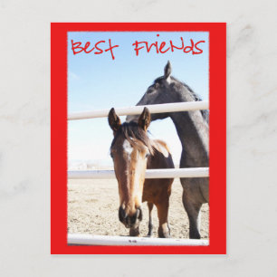 Horse Valentin IV Briefkaart