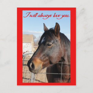 Horse Valentine V Feestdagenkaart