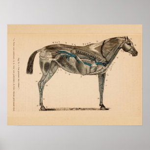 Horse Veins Heart Anatomy French  Print