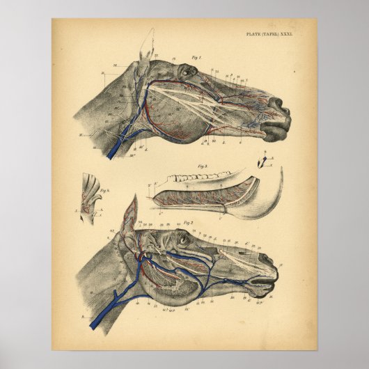 Horse Veins Nerves Anatomy 1908  Print (Voorkant)